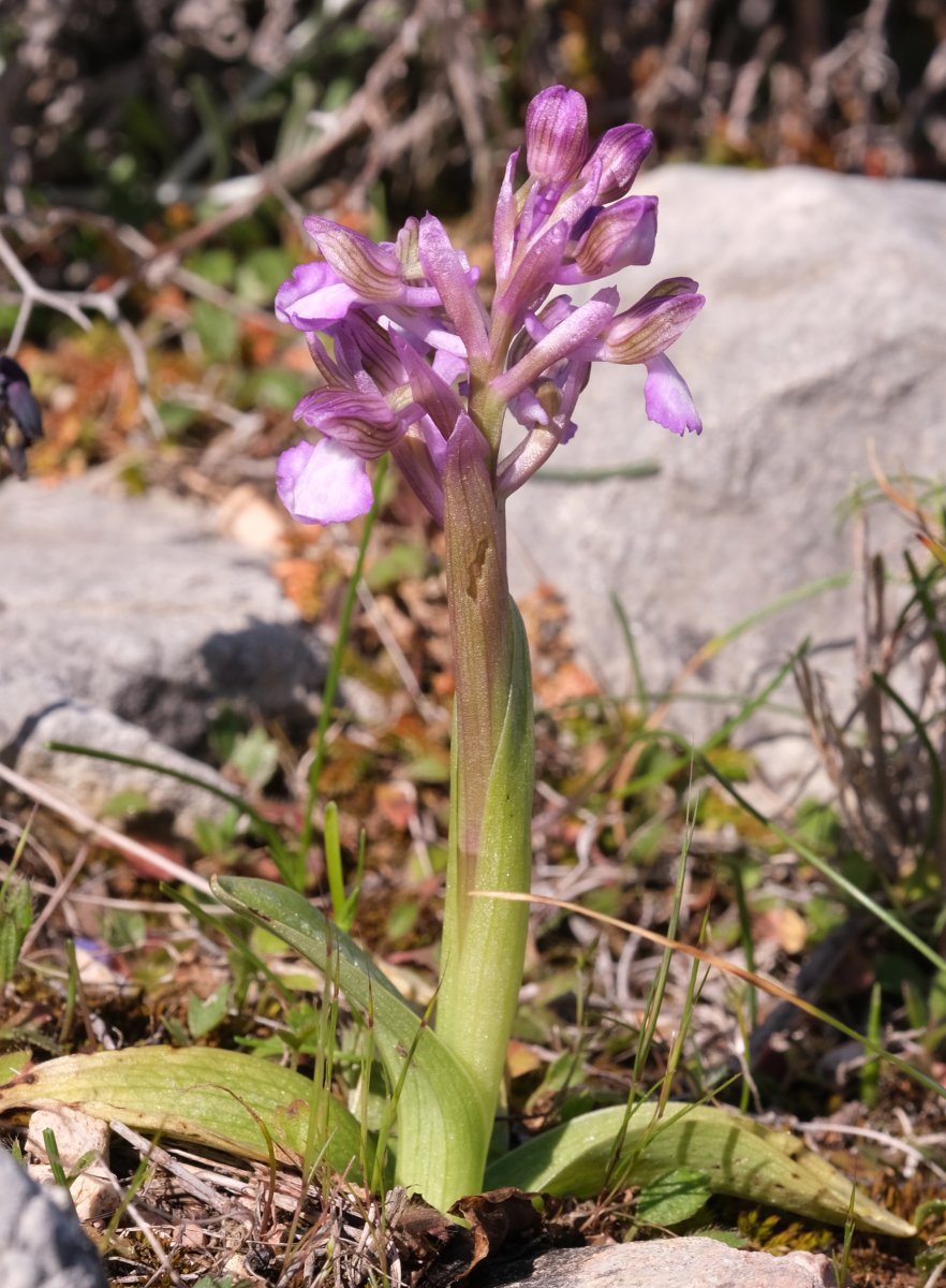 Ultime orchidee per quest''anno - Dalla Grecia con passione